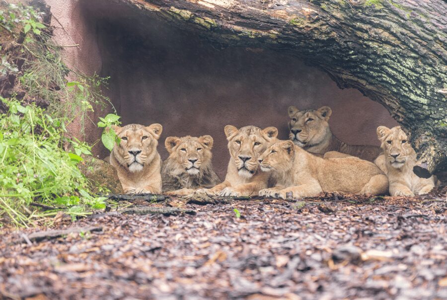 1-day ticket for Schwerin Zoo - A Natural Zoo Day in Schwerin, Between Lakes and Forest