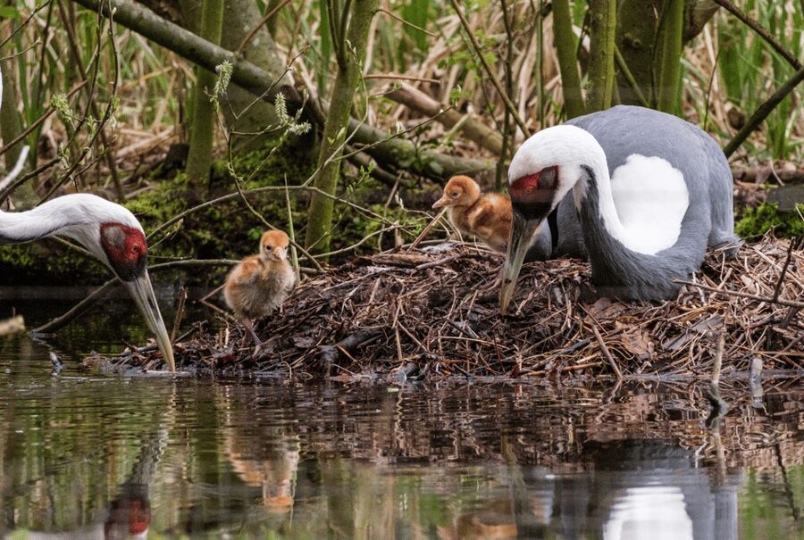 1-day ticket for Schwerin Zoo - Red List Center: The IUCN Conservation Story Right by the Door
