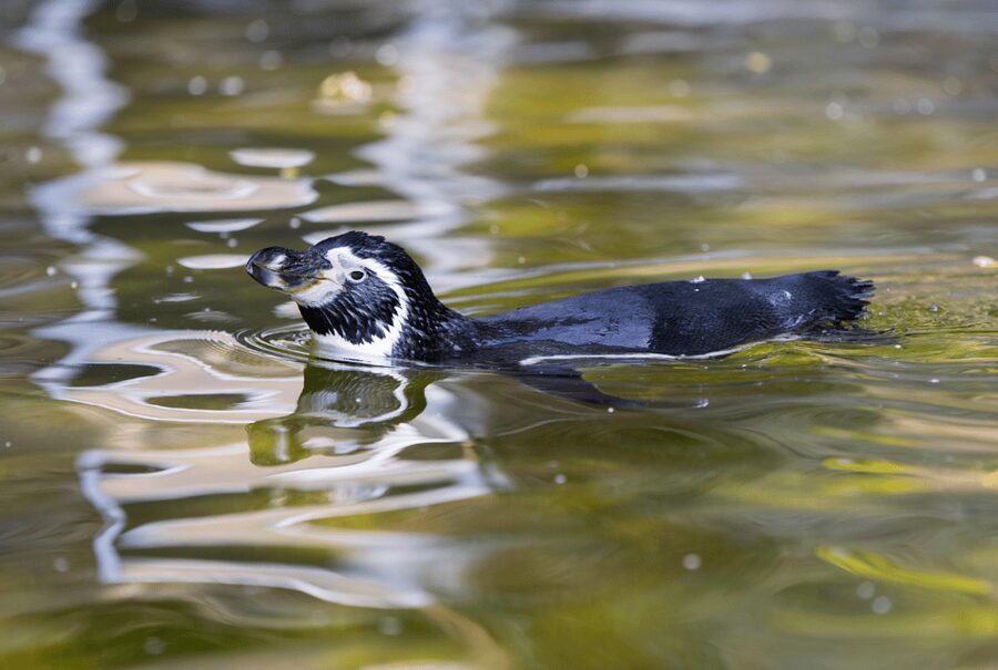 1-day ticket for Schwerin Zoo - Pacing It Right: How Long to Plan and When to Take Breaks