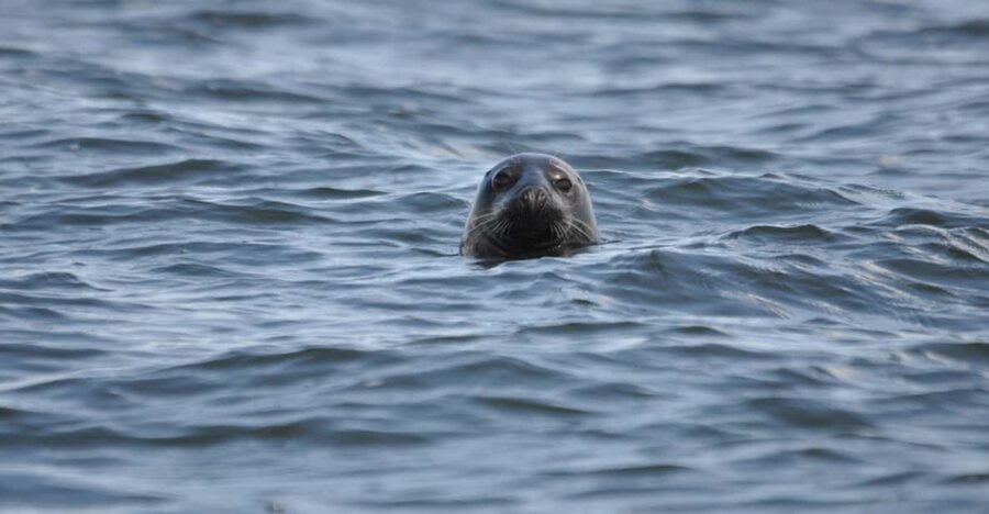 Baabe on Rügen: Seal-Spotting Cruise in the Baltic - Meeting the crew at Baabe port, and what the MS Kleine Freiheit experience feels like