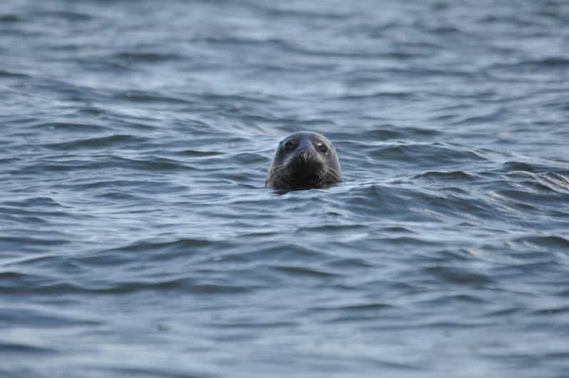 Baabe on Rügen: Seal-Spotting Cruise in the Baltic - Großer Stubber explained: a seal spot you should understand before you scan