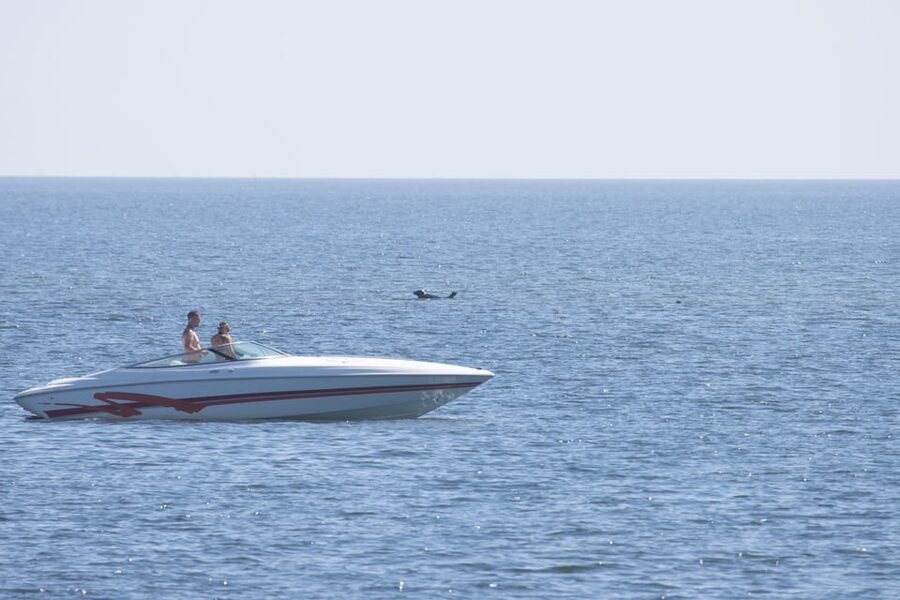 Baabe on Rügen: Seal-Spotting Cruise in the Baltic - Spotting seals without interference, and how binoculars change the game