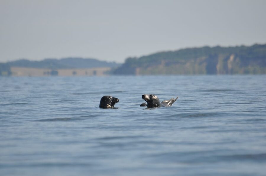 Baabe on Rügen: Seal-Spotting Cruise in the Baltic - Views from the upper deck: where the photos and the calm moments happen