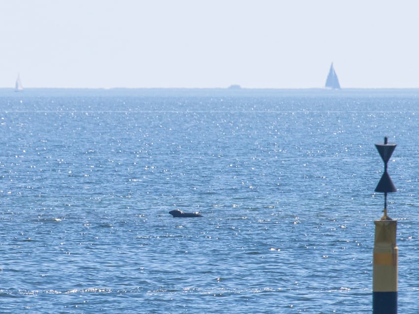 Baabe on Rügen: Seal-Spotting Cruise in the Baltic - Who should book this Baabe seal cruise, and who might prefer another activity