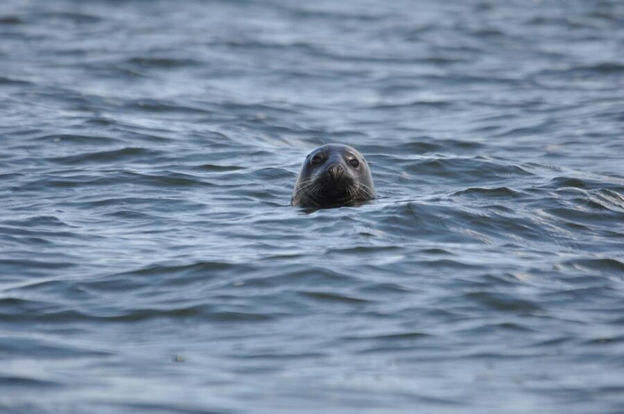 Baabe on Rügen: Seal-Spotting Cruise in the Baltic - Cruising southeast Rügen: Greifswalder Bodden waters and why the route matters