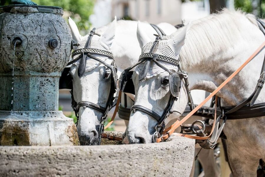 Baden-Baden: Private Walking Tour With A Professional Guide - Baden-Baden’s spa fame comes with a backstory
