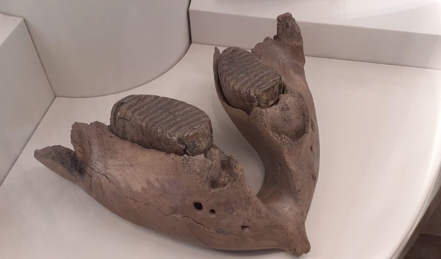 Berlin: Neukölln Walking Tour - The 1912 archaeological discovery you’ll be shown on the way