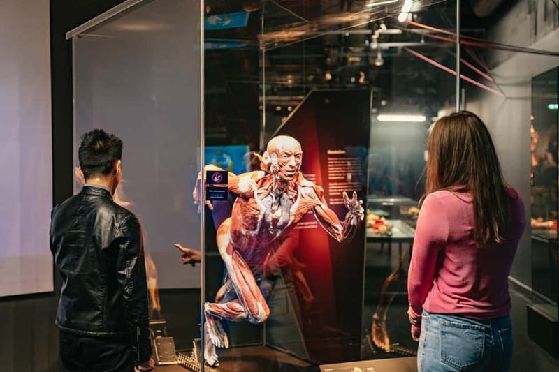 Berlin: Tickets for the BODY WORLDS Museum in Berlin - Heart, lungs, and nerves: the systems that keep you alive in silence