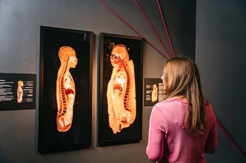 Berlin: Tickets for the BODY WORLDS Museum in Berlin - Embryo development and the bigger story of being human
