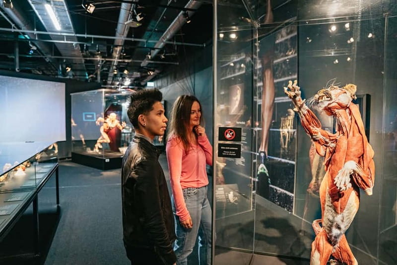 Berlin: Tickets for the BODY WORLDS Museum in Berlin - How to pace your visit so it stays enjoyable