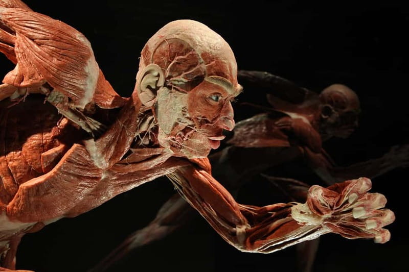 Berlin: Tickets for the BODY WORLDS Museum in Berlin - Price and value: what you get for around $24
