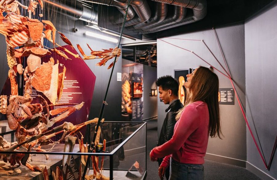 Berlin: Tickets for the BODY WORLDS Museum in Berlin - Who should book BODY WORLDS tickets in Berlin