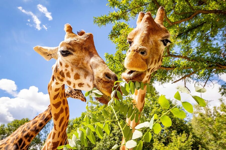 Berlin: Tickets for the Tierpark in East Berlin - Price, ticket type, and the one mistake to avoid