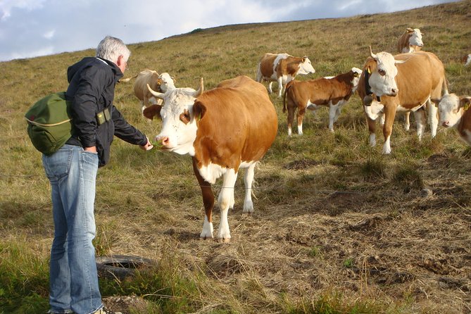 Black Forest Tour by car - start Offenburg or Freiburg - Weather, timing, and comfort in the Black Forest