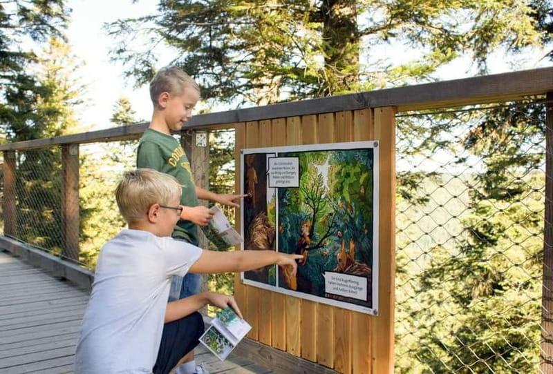 Black Forest: Treetop Walk & Lookout Tower Experience - The elevated walk itself: 20 meters above the Black Forest, without the strain