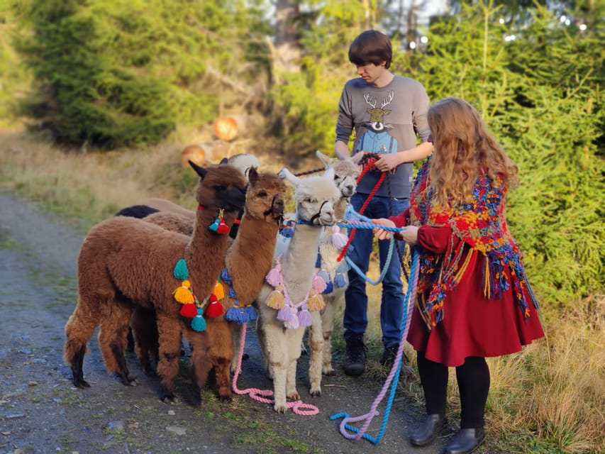 Braunschweig: Alpaca Trekking Tour - Key Points at a Glance