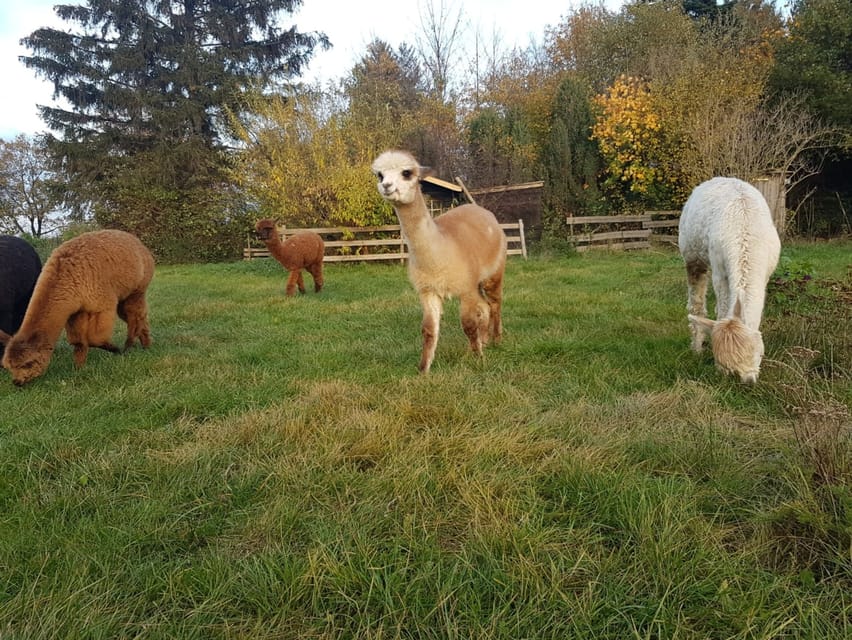 Braunschweig: Alpaca Trekking Tour - What to Bring for a 90-Minute Alpaca Walk