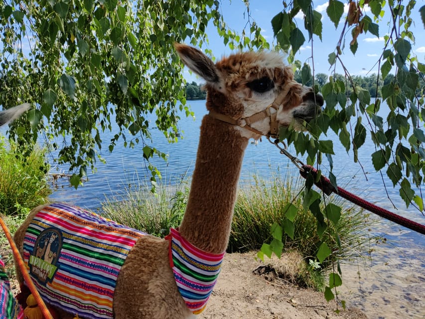 Braunschweig: Alpaca Trekking Tour - The 5-Minute Safety Briefing That Sets the Tone