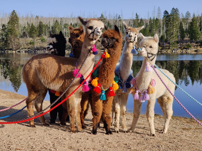 Braunschweig: Alpaca Trekking Tour - The Main Event: 75 Minutes Hiking With Your Herd Guide