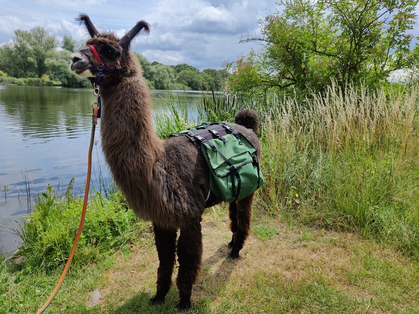 Braunschweig: Alpaca Trekking Tour - The Viewpoint Photo Stop and Why Timing Matters