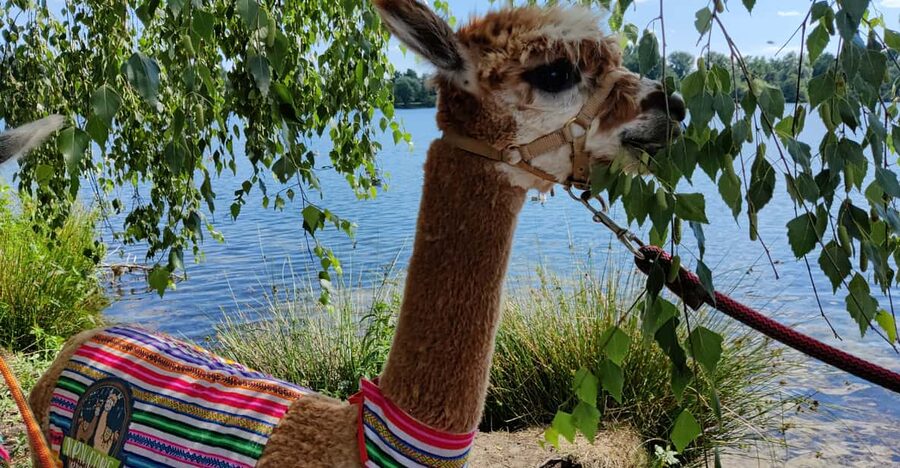 Braunschweig: Alpaca Trekking Tour - Back at Base: Cuddling Time With Pepe and the Herd