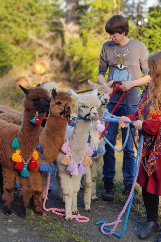 Braunschweig: Alpaca Trekking Tour - The Riddagshausen Day: Coffee, Cake, and Local Snacks