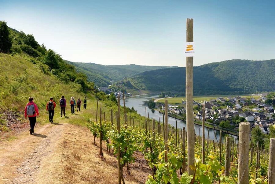Cochem, Moselle: Wine experience hike with boat trip - The winemaker vineyard hike: what you learn walking through the vines