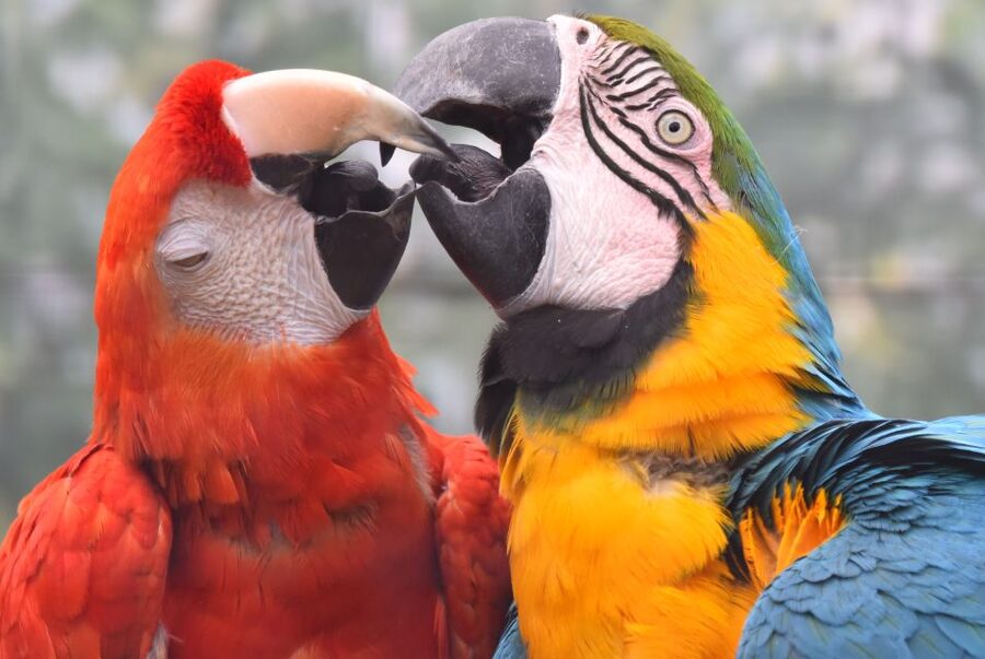 Cologne: Cologne Zoo and Aquarium Entry Ticket - South America indoors: sloths, piranhas, and the kind of weather-proof fun families love