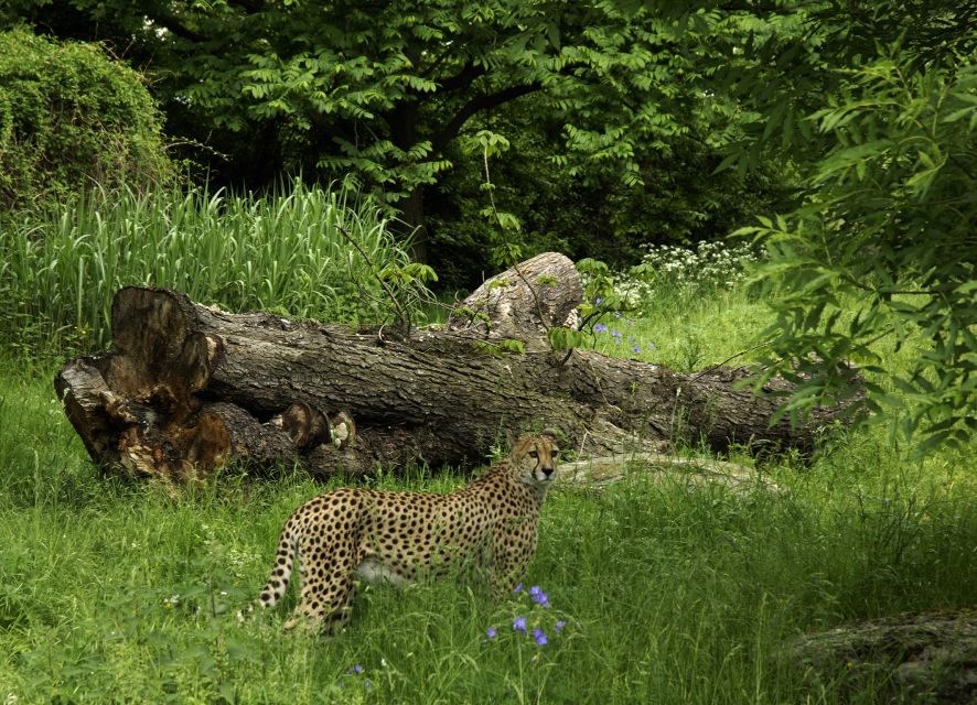 Cologne: Cologne Zoo and Aquarium Entry Ticket - Clemenshof petting area: the family stop that doesn’t need any tech