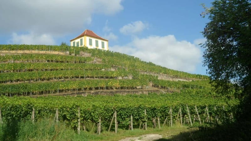 Dresden: Boat Cruise with Wine Tasting and Snacks - Wine tasting with snacks: 5 wines, local grapes, and a realistic pacing