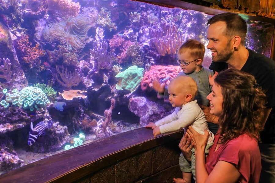 Hanover: SEA LIFE Entry Ticket - From Leine River to tropical ocean, in a single ticket