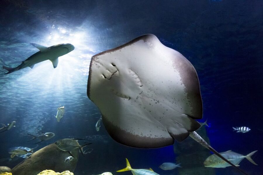Hanover: SEA LIFE Entry Ticket - Who should buy this ticket, and who might want a different plan