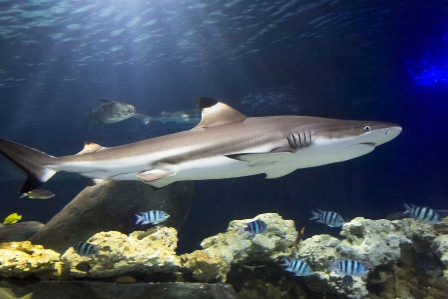 Hanover: SEA LIFE Entry Ticket - Animal Crossing: New Horizons theme weeks in March and April