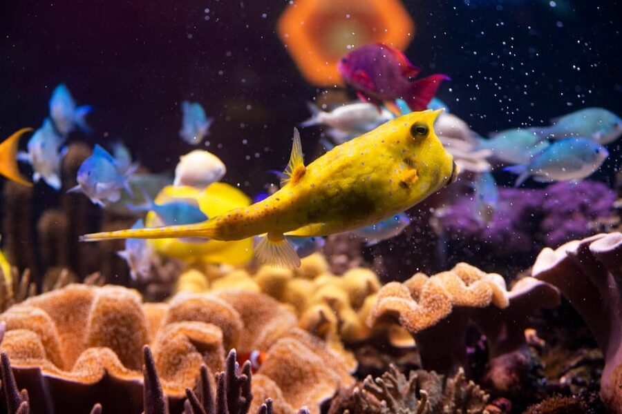 Hanover: SEA LIFE Entry Ticket - Rainforest House with a ranger and the Cuban crocodile moment