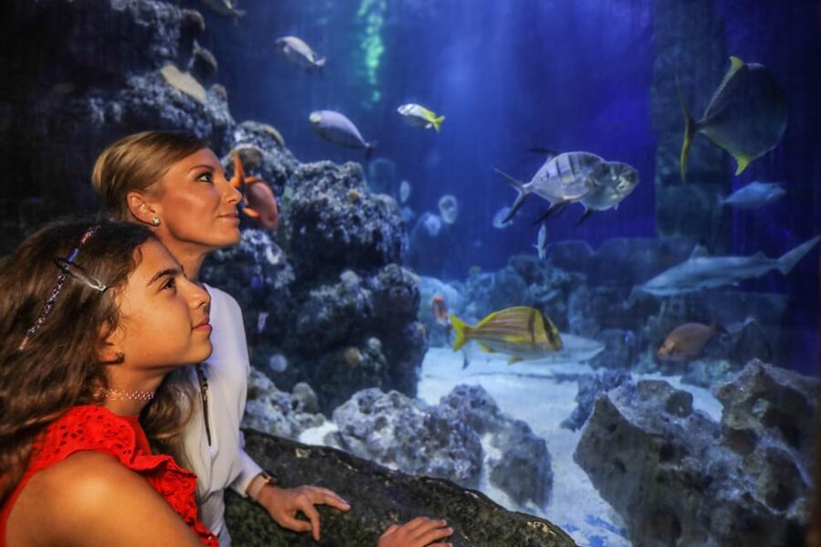 Hanover: SEA LIFE Entry Ticket - The aquarium route that takes you through rivers, mangroves, rays, coral, and the ocean tunnel