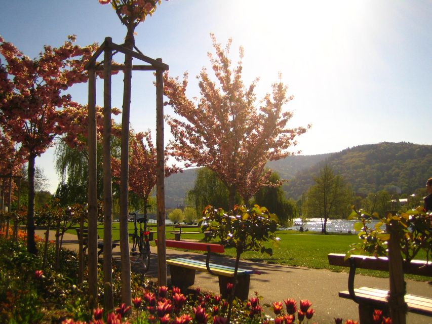 Heidelberg: Guided Bike Tour - Value check: why $50 for 150 minutes often beats a walking tour