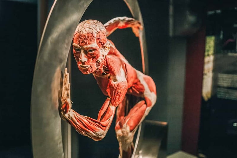 Heidelberg: KÖRPERWELTEN Museum Entry Ticket - What You Really See Inside Body Worlds Heidelberg