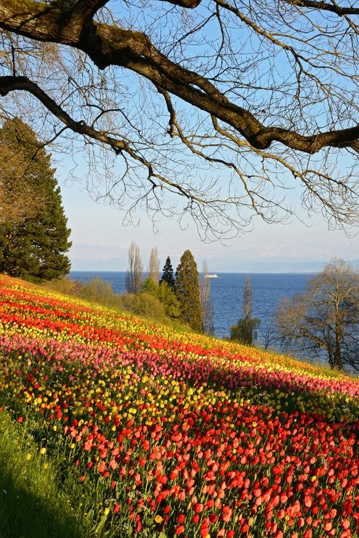 Konstanz: Mainau Island Entry Ticket - Key things I’d circle before you go
