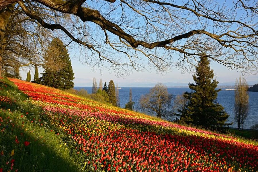 Konstanz: Mainau Island Entry Ticket - Practical Rules That Shape the Day: No Bikes, No Scooters, No Drones