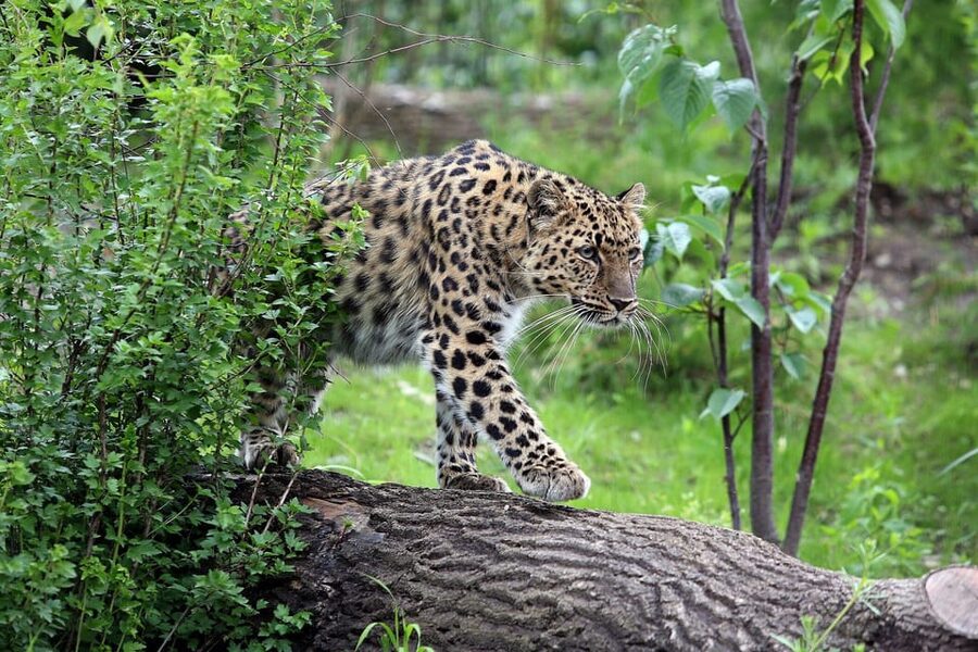 Leipzig Zoo: Entry Ticket - The African savannah: lions and zebras in a realistic setting