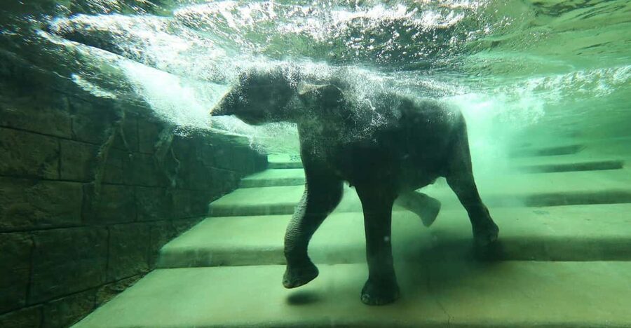 Leipzig Zoo: Entry Ticket - Gondwanaland: Europe’s largest indoor tropical rainforest experience