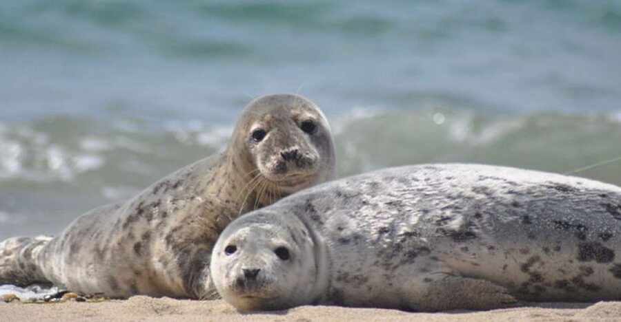List/Sylt: Guided Seal-Watching Cruise on a Rustic Boat - Key highlights that make this cruise worth your time