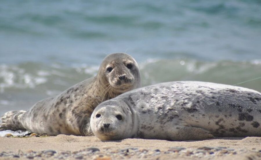 List/Sylt: Guided Seal-Watching Cruise on a Rustic Boat - The 90-minute flow: where seals fit in and what you can realistically see