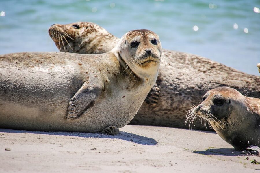 List/Sylt: Guided Seal-Watching Cruise on a Rustic Boat - Should you book the List seal-watching cruise from Sylt?