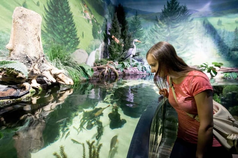Munich: Day Ticket to Sea Life - Shark heaven: 20+ species, the ocean basin, and the zebra shark name to remember