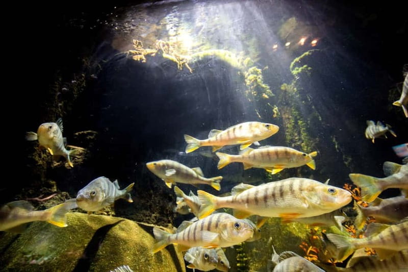 Munich: Day Ticket to Sea Life - Daily feedings: how to catch the action and learn fast