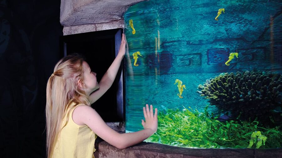 Oberhausen: SEA LIFE Oberhausen Entry Ticket - Turtle Ranger Theme Weeks (01 April to 05 May): what you do, not just what you see