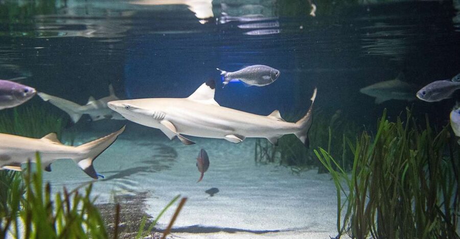 Oberhausen: SEA LIFE Oberhausen Entry Ticket - The shark nursery experience: Germany’s largest breeding tank