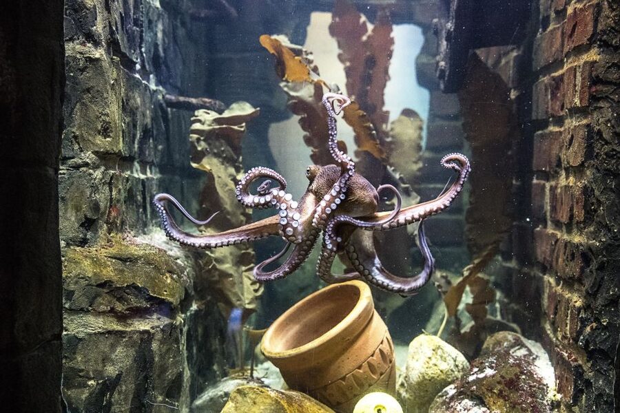 Oberhausen: SEA LIFE Oberhausen Entry Ticket - From Rhine to tropical ocean: 45 pools that help you compare habitats