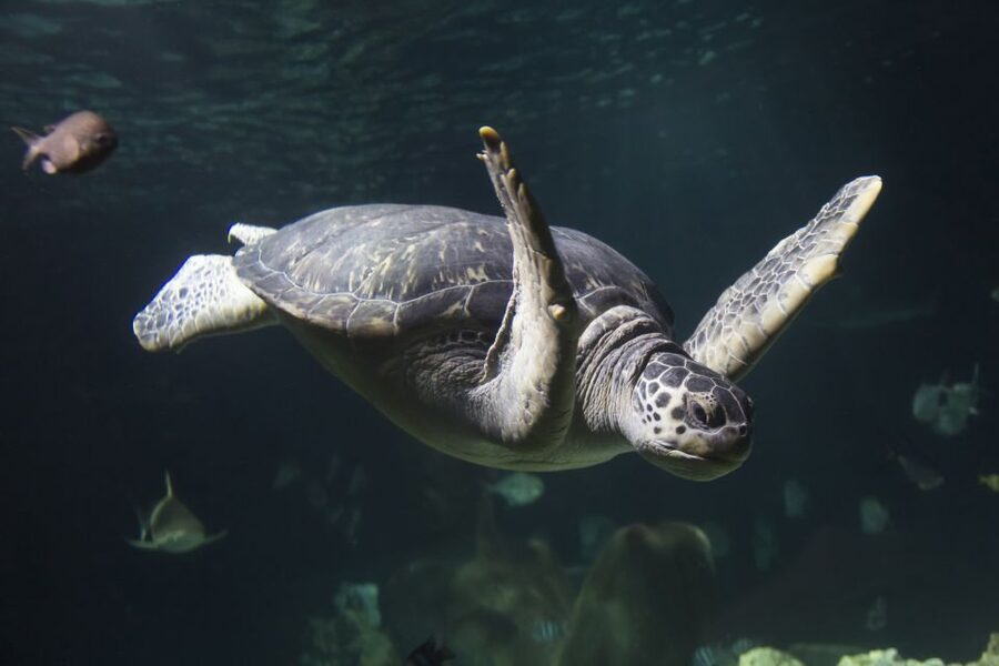 Oberhausen: SEA LIFE Oberhausen Entry Ticket - Value and price: is $25 per person worth it?